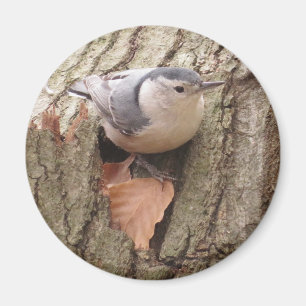 Weißreifer Nuthatch Magnet