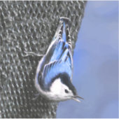 Weißreißer Nuthatch Malerei Original Vogelkunst Aufkleber (Vorderseite)