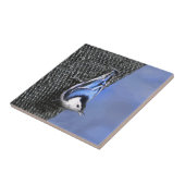 Weißreißer Nuthatch Malerei Original Vogelkunst Fliese (Seite)