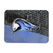 Weißreißer Nuthatch Malerei Original Vogelkunst Magnet (Horizontal)