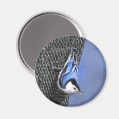 Weißreißer Nuthatch Malerei Original Vogelkunst Magnet (Vorderseite/Rückseite)