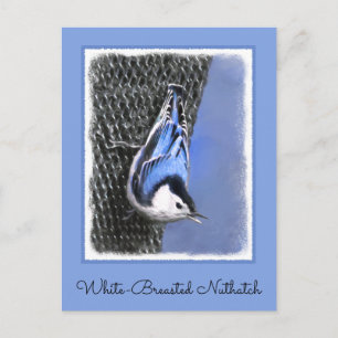 Weißreißer Nuthatch Malerei Original Vogelkunst Postkarte