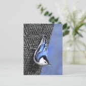 Weißreißer Nuthatch Malerei Original Vogelkunst Postkarte (Stehend Vorderseite)