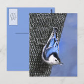 Weißreißer Nuthatch Malerei Original Vogelkunst Postkarte (Vorne/Hinten)