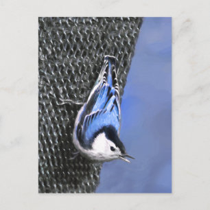 Weißreißer Nuthatch Malerei Original Vogelkunst Postkarte