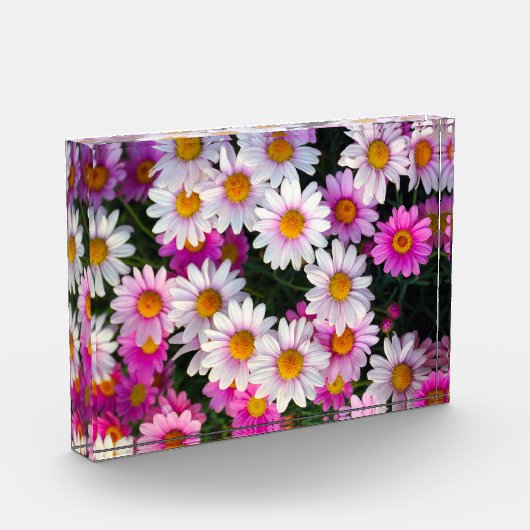 Weißrosa Blume Fotoblock (Links)