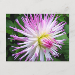 Weißrosa Dahlia - Postkarte