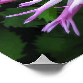 Weißrosa Dahlie - Poster (Ecke)