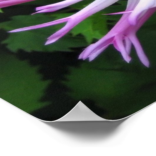 Weißrosa Dahlie - Poster (Ecke)