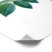 Weißrosa Roses Vintage Poster (Ecke)