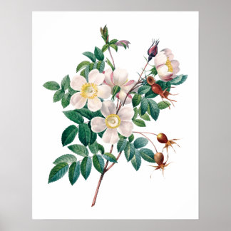 Weißrosa Roses Vintage Poster