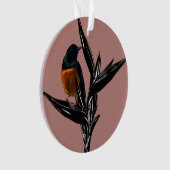 Weißrumped Shama Vogel Akrylus Ornament (Vorderseite)