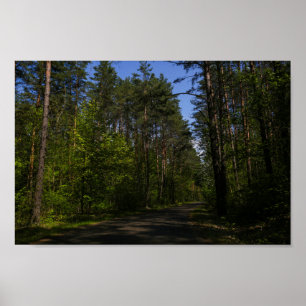 Weißrussland Forest Rural Road Sky Landschaft Natu Poster