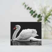 Weißschwan am See Postkarte (Stehend Vorderseite)