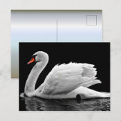 Weißschwan am See Postkarte (Vorne/Hinten)