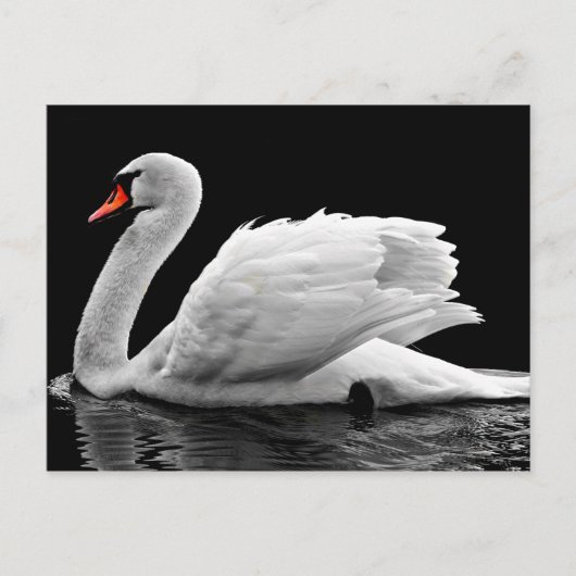 Weißschwan am See Postkarte (Vorderseite)