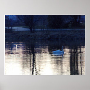 Weißschwan auf dem Dusk Poster