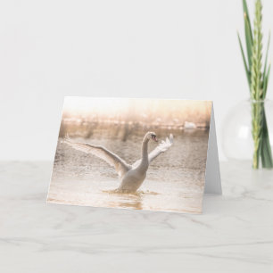 Weißschwan auf Foto der Seenwelt Karte