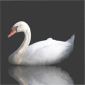 Weißschwan auf schwarz aufkleber (Vorderseite)