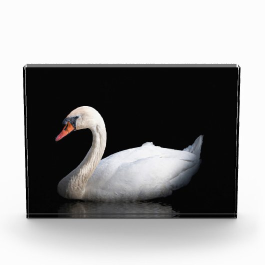 Weißschwan auf schwarz fotoblock (Vorderseite)