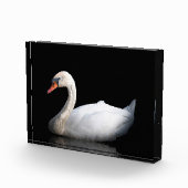 Weißschwan auf schwarz fotoblock (Rechts)