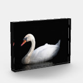 Weißschwan auf schwarz fotoblock (Links)