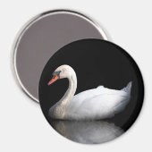 Weißschwan auf schwarz magnet (Vorderseite/Rückseite)