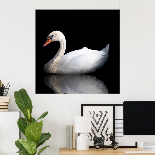 Weißschwan auf schwarz poster (Heimbüro)