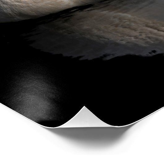 Weißschwan auf schwarz poster (Ecke)