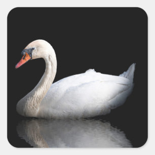 Weißschwan auf schwarz quadratischer aufkleber