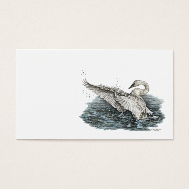 Weißschwan auf Wasser (Vorderseite)