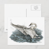 Weißschwan auf Wasser Postkarte (Vorne/Hinten)