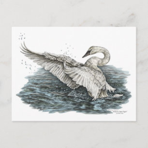 Weißschwan auf Wasser Postkarte