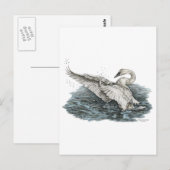 Weißschwan auf Wasser Postkarte (Vorne/Hinten)