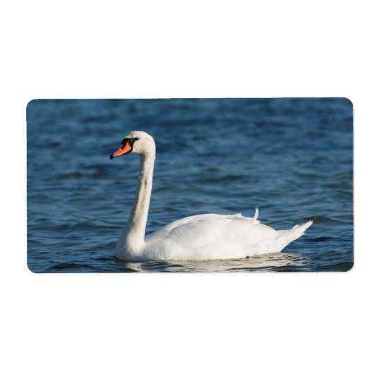 Weißschwan Cygnus (Vorne)