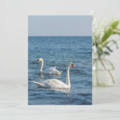 Weißschwan Cygnus Einladung (Stehend Vorderseite)