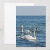 Weißschwan Cygnus Einladung (Vorne/Hinten)
