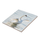 Weißschwan Cygnus Fliese (Seite)