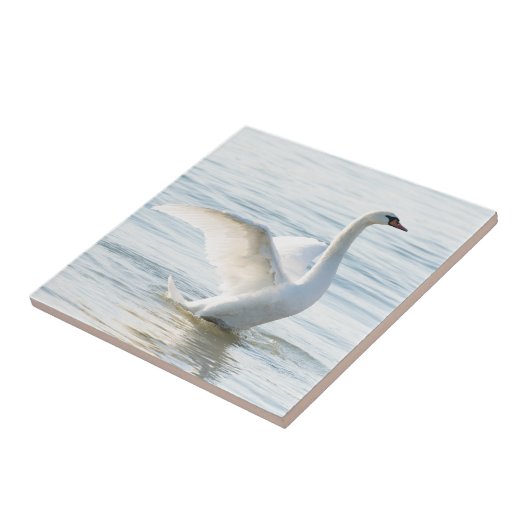 Weißschwan Cygnus Fliese (Seite)