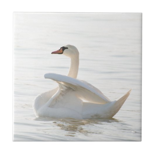 Weißschwan Cygnus Fliese (Vorderseite)