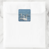 Weißschwan Cygnus Quadratischer Aufkleber (Tasche)