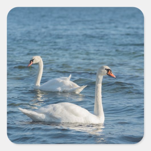Weißschwan Cygnus Quadratischer Aufkleber (Vorderseite)