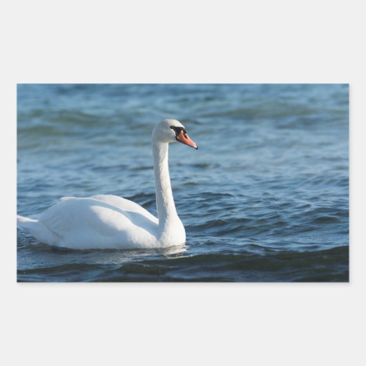 Weißschwan Cygnus Rechteckiger Aufkleber (Vorderseite)