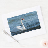 Weißschwan Cygnus Rechteckiger Aufkleber (Umschlag)