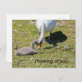 Weißschwan mit Cygnet Postkarte (Vorne/Hinten)