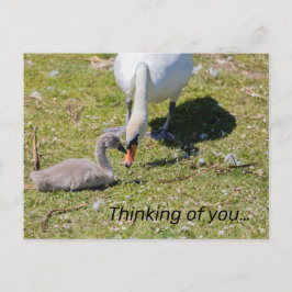 Weißschwan mit Cygnet Postkarte