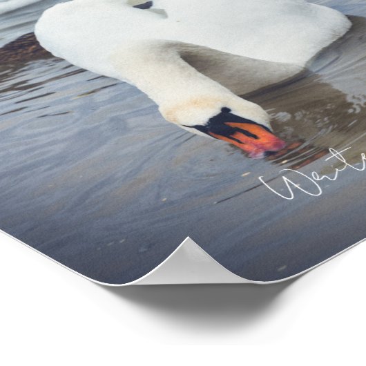 Weißschwan Poster (Ecke)