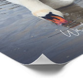 Weißschwan Poster (Ecke)