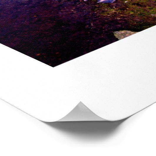 Weißschwan Poster (Ecke)