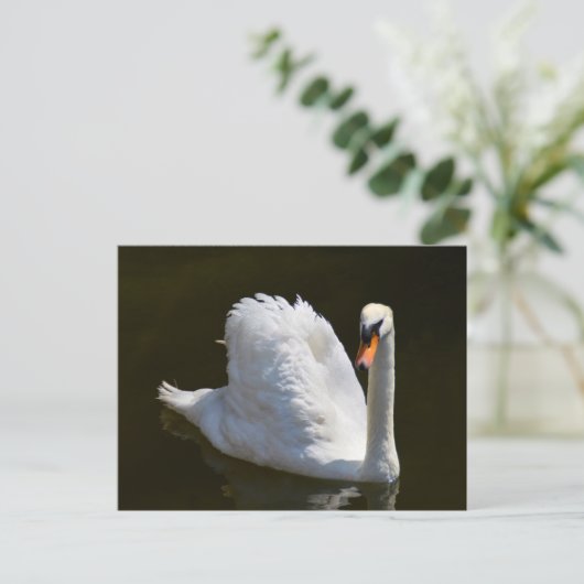 Weißschwan Postkarte (Stehend Vorderseite)